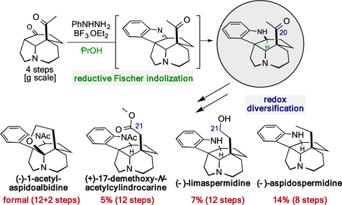 Total Syntheses of Dihydroindole Aspidosperma Alkaloids: Reductive Interrupted Fischer Indolization Followed by Redox Diversification