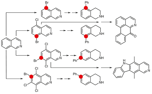 Regioexhaustive Functionalization of the Carbocyclic Core of Isoquinoline: Concise Synthesis of Oxoaporphine Core and Ellipticine